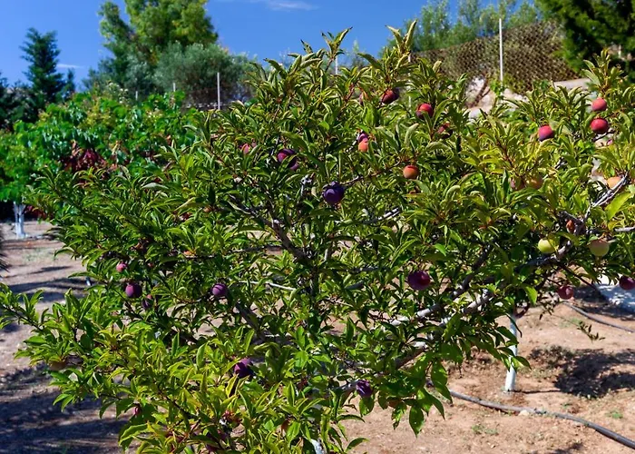 Villa Casa Del Sol Syros